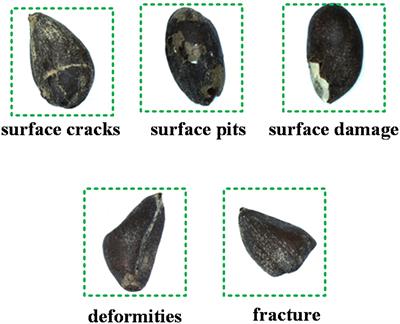 Efficient online detection device and method for cottonseed breakage based on Light-YOLO